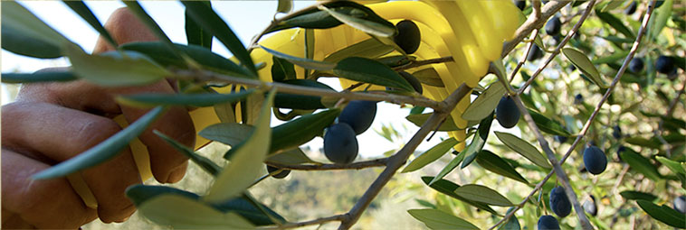 raccolta olive rastrello giallo 1